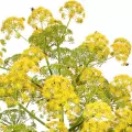 باریجه (Galbanum)