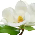 (Magnolia) ماگنولیا