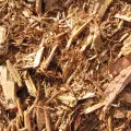 (Blonde Woods) جنگل های بلوند