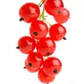 (Red Currant) انگور فرنگی قرمز