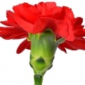 (Carnation) میخک