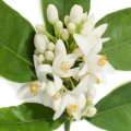 (Neroli) بهار نارنج