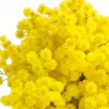(mimosa) میموزا