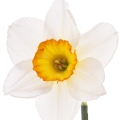 (narcissus) نرگس